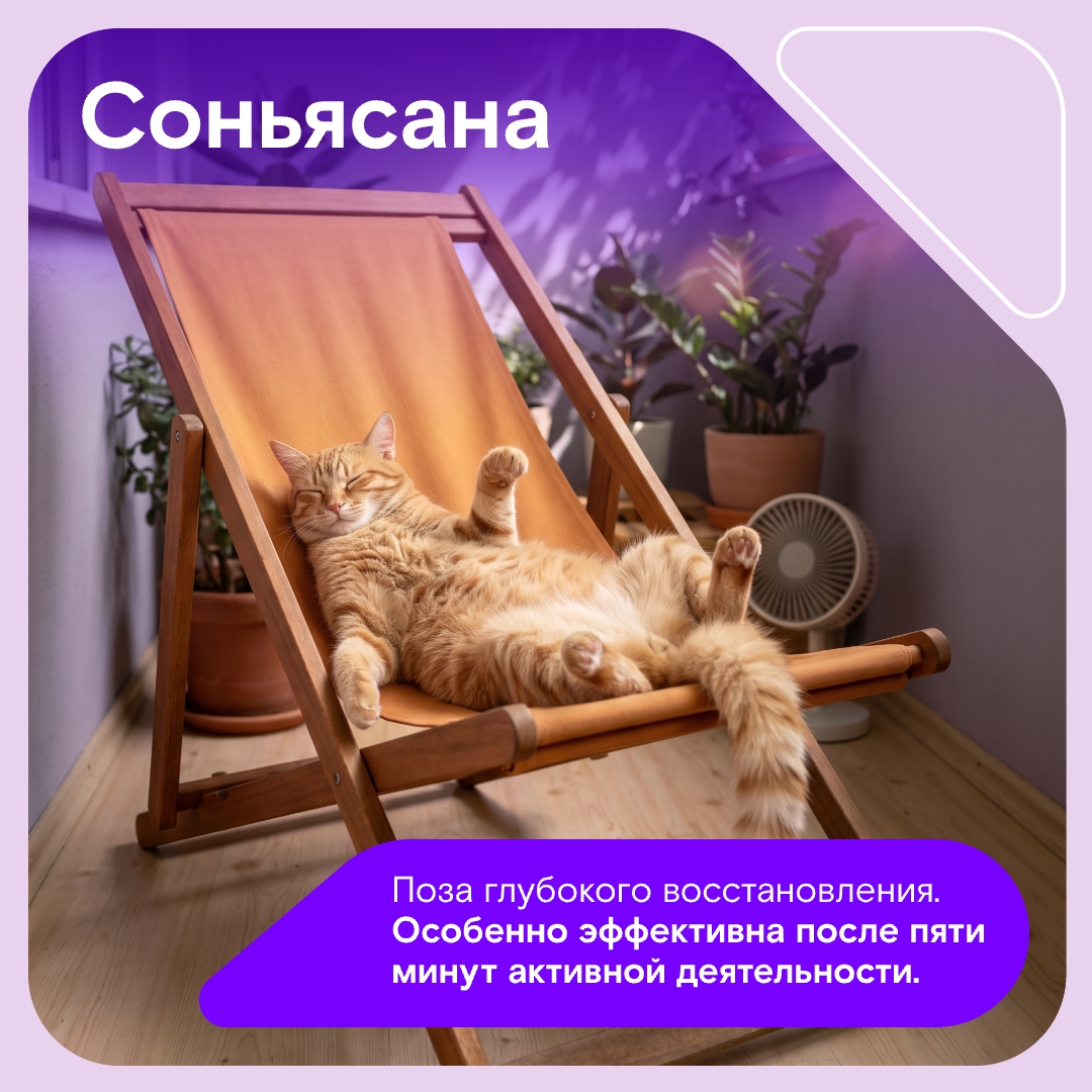 Иногда всем нам хочется простого человеческого… побыть котом на даче, чтобы греться на солнышке и бесконечно получать внимание.