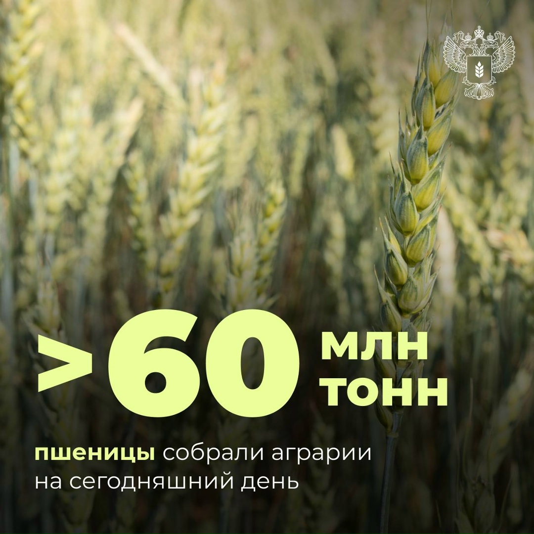 Уборка пшеницы преодолела экватор На сегодняшний день под ключевой культурой обмолочено 14,8 млн гектаров, собрано >60 млн тонн – на 6 млн тонн больше, чем…