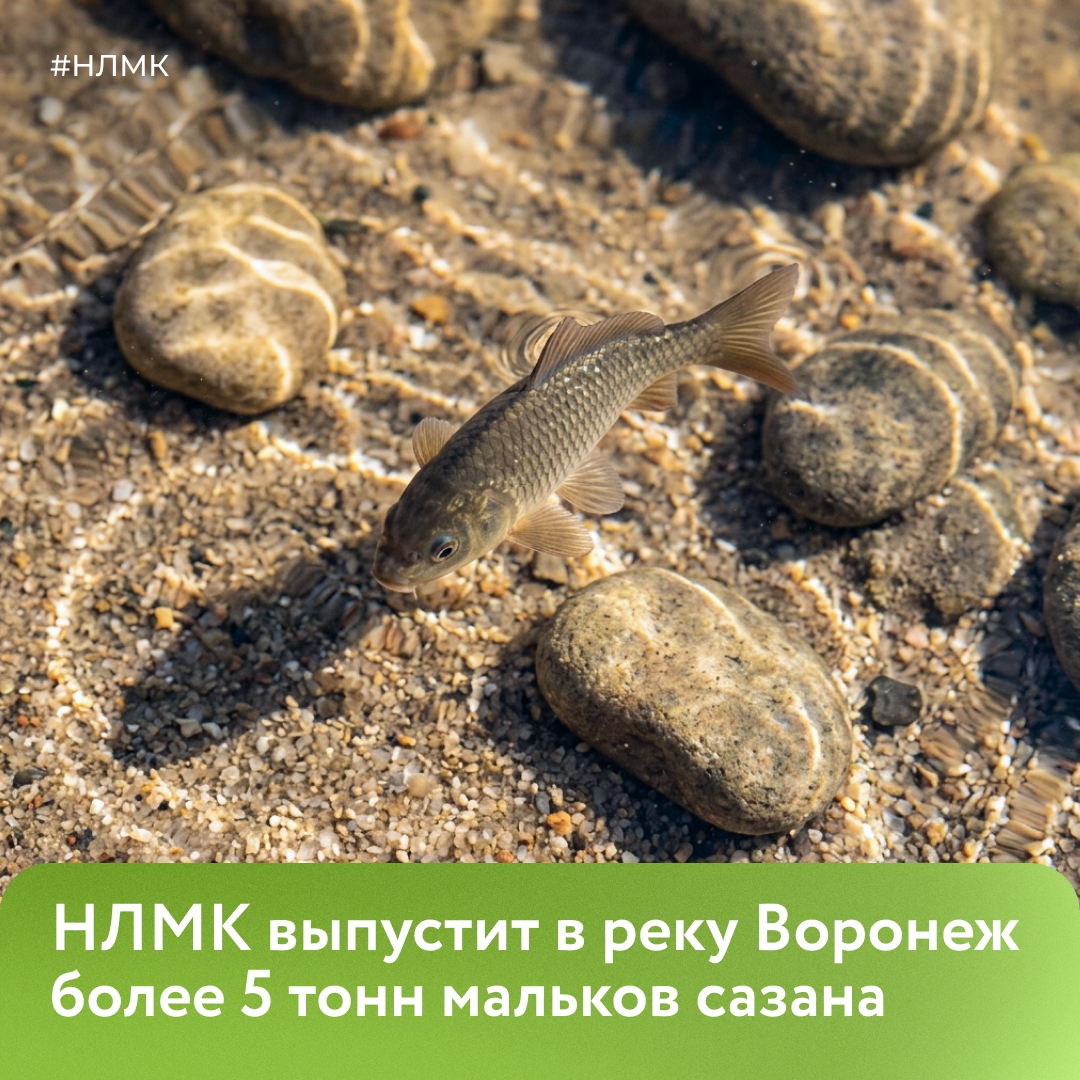 Готовим к выпуску в реку Воронеж более 5 тонн мальков сазана!