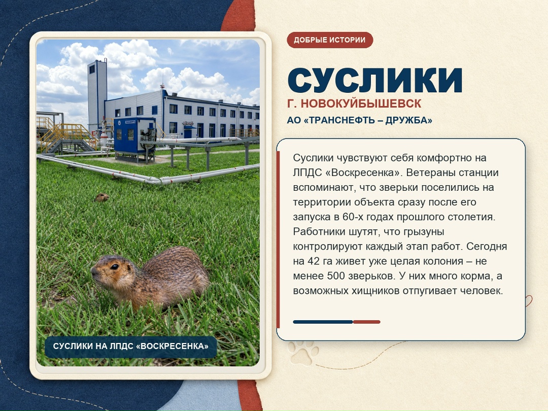 15 августа – Всемирный день бездомных животных