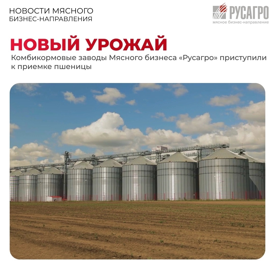Горячая пора настала для комбикормовых производств Мясного бизнеса «Русагро». Во всех регионах присутствия агрохолдинга стартовала кампания по приемке нового…