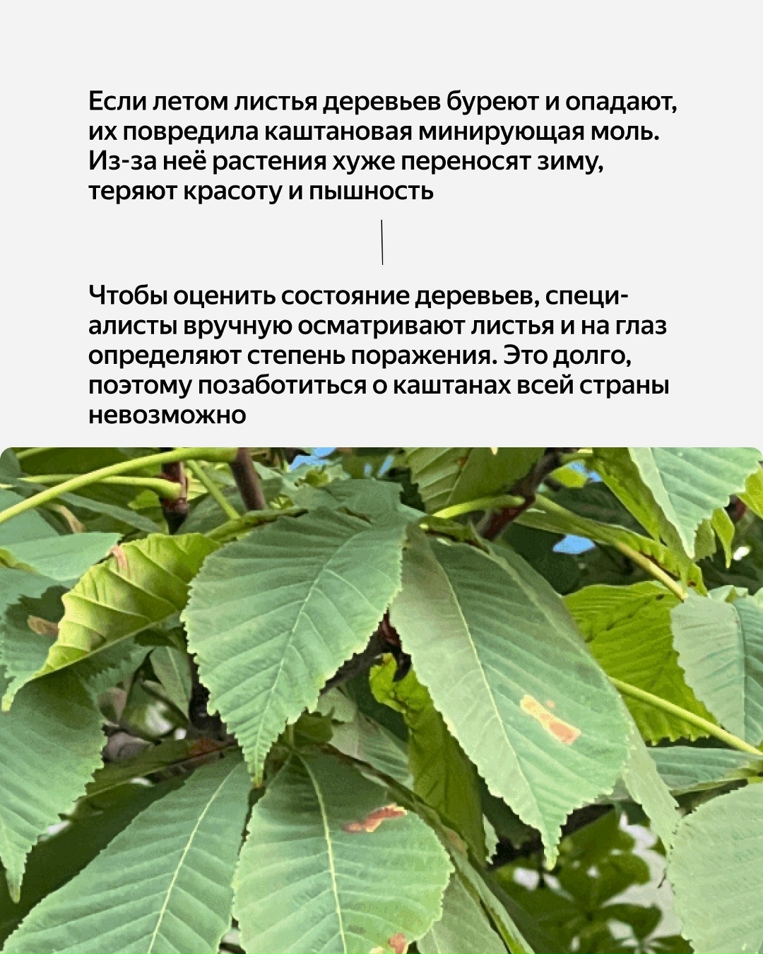 Деревья посреди лета выглядят так, будто уже наступила осень? Возможно, всё дело в каштановой минирующей моли: yandex.cloud/ru/blog/chestnut-compass