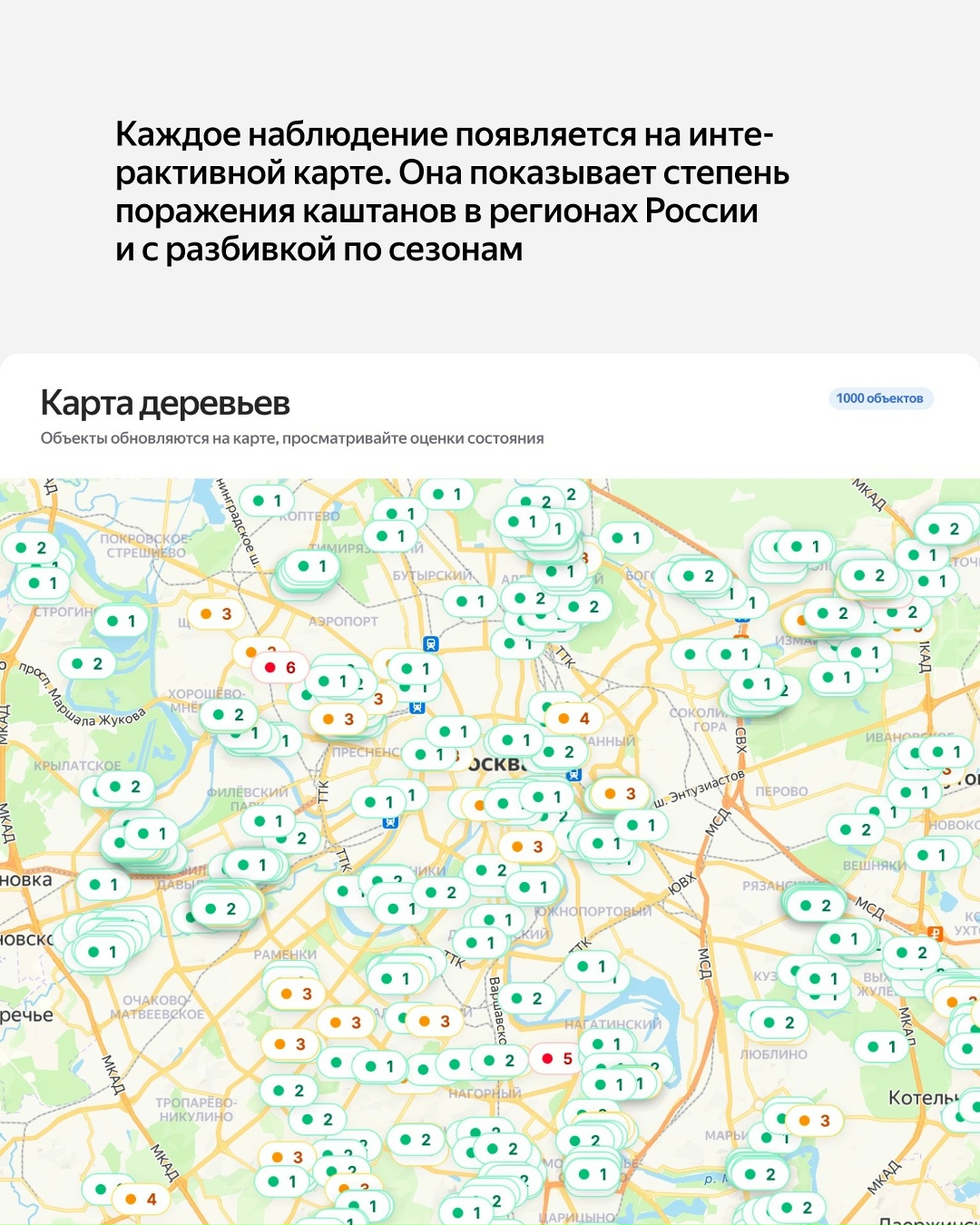 Деревья посреди лета выглядят так, будто уже наступила осень? Возможно, всё дело в каштановой минирующей моли: yandex.cloud/ru/blog/chestnut-compass
