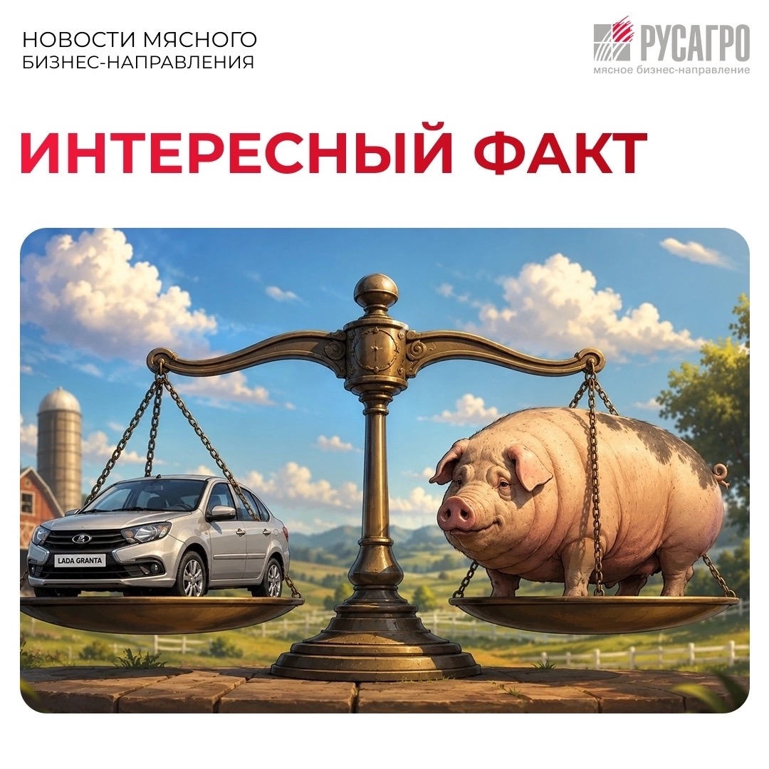 Может ли хряк весить, как машина LADA Granta?