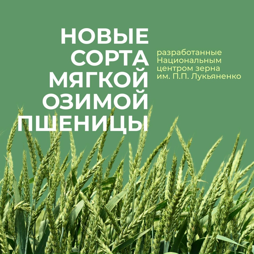 Перспективные российские сорта мягкой озимой пшеницы