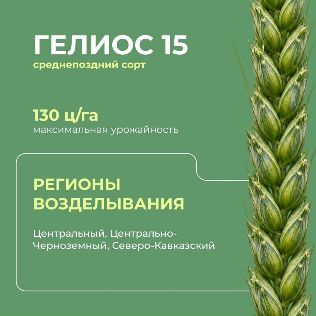 Перспективные российские сорта мягкой озимой пшеницы