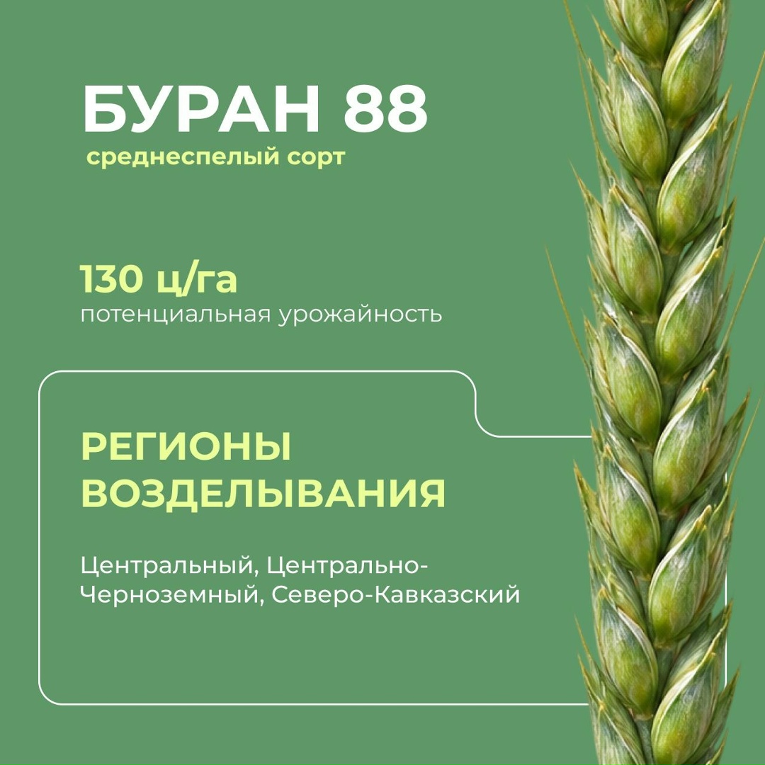 Перспективные российские сорта мягкой озимой пшеницы