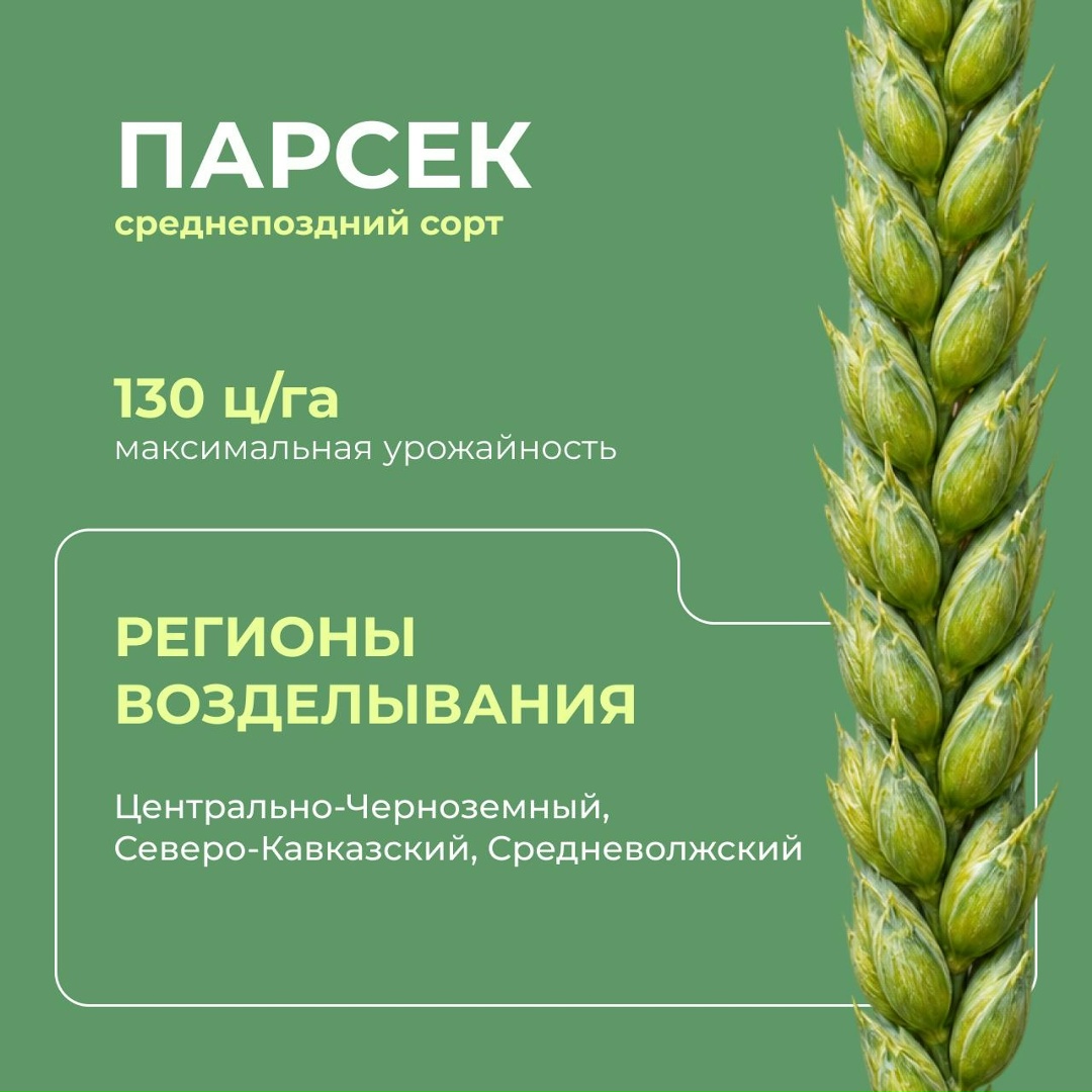 Перспективные российские сорта мягкой озимой пшеницы