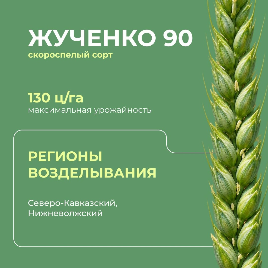 Перспективные российские сорта мягкой озимой пшеницы