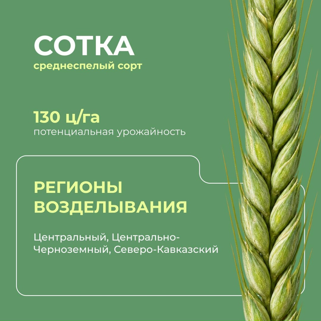 Перспективные российские сорта мягкой озимой пшеницы