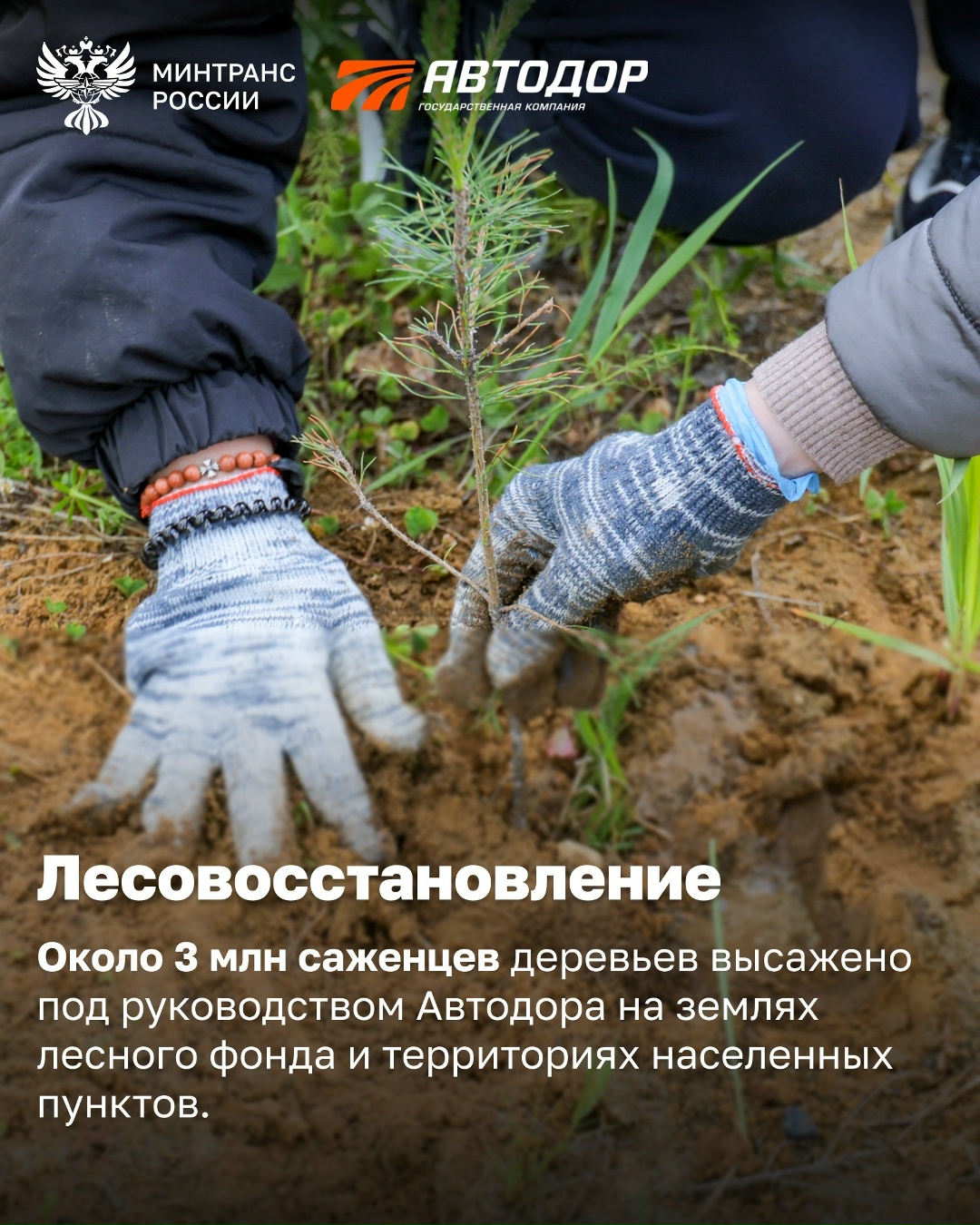 Автодор за три года высадил около 3 млн деревьев и создал на дорогах сеть экопереходов для диких животных