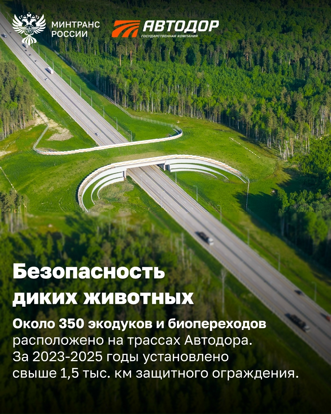 Автодор за три года высадил около 3 млн деревьев и создал на дорогах сеть экопереходов для диких животных