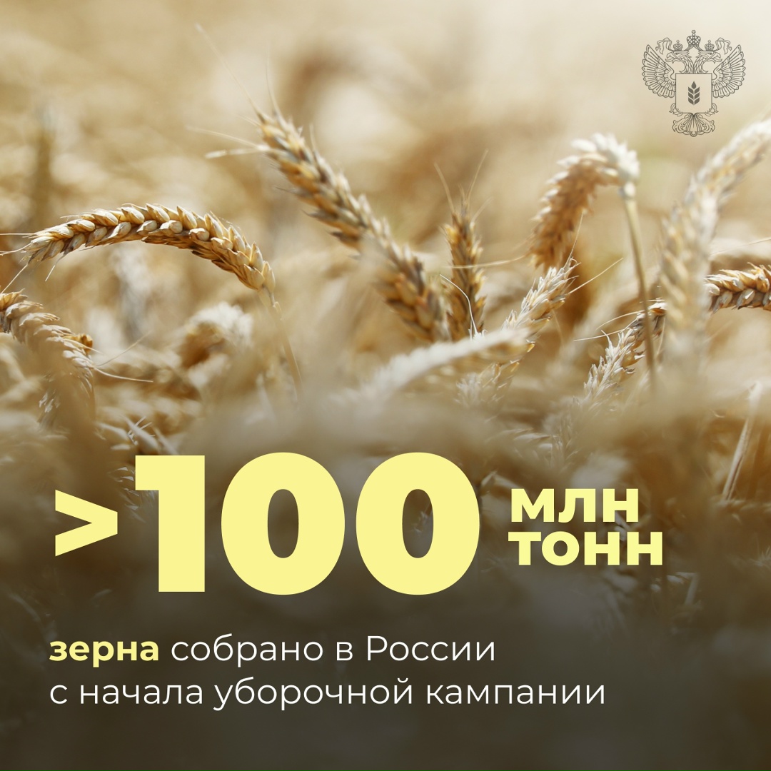 В России собрано более 100 млн тонн зерна