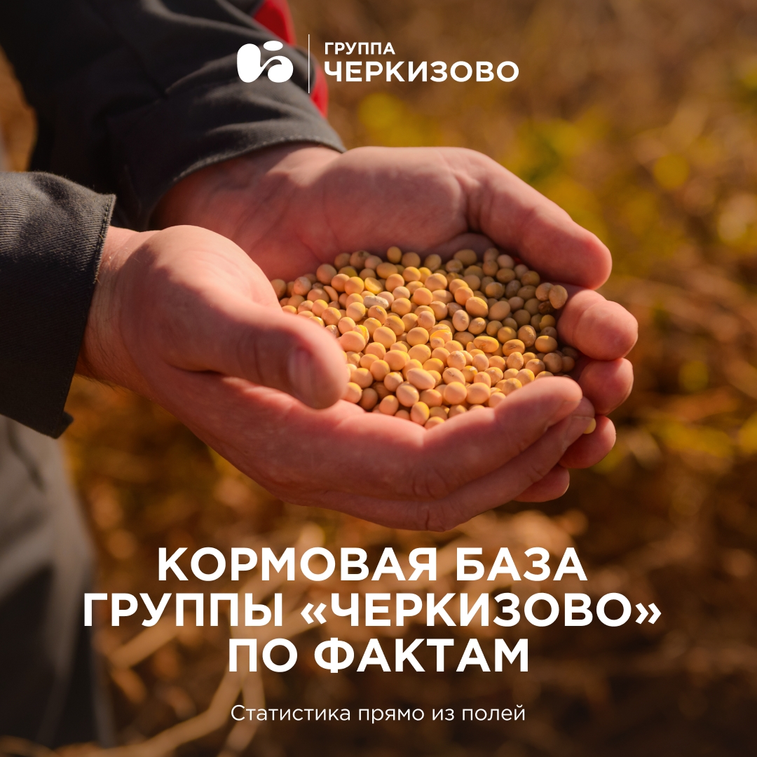 Мясо не растет на деревьях, но почему тогда производственный процесс Группы «Черкизово» начинается в полях?