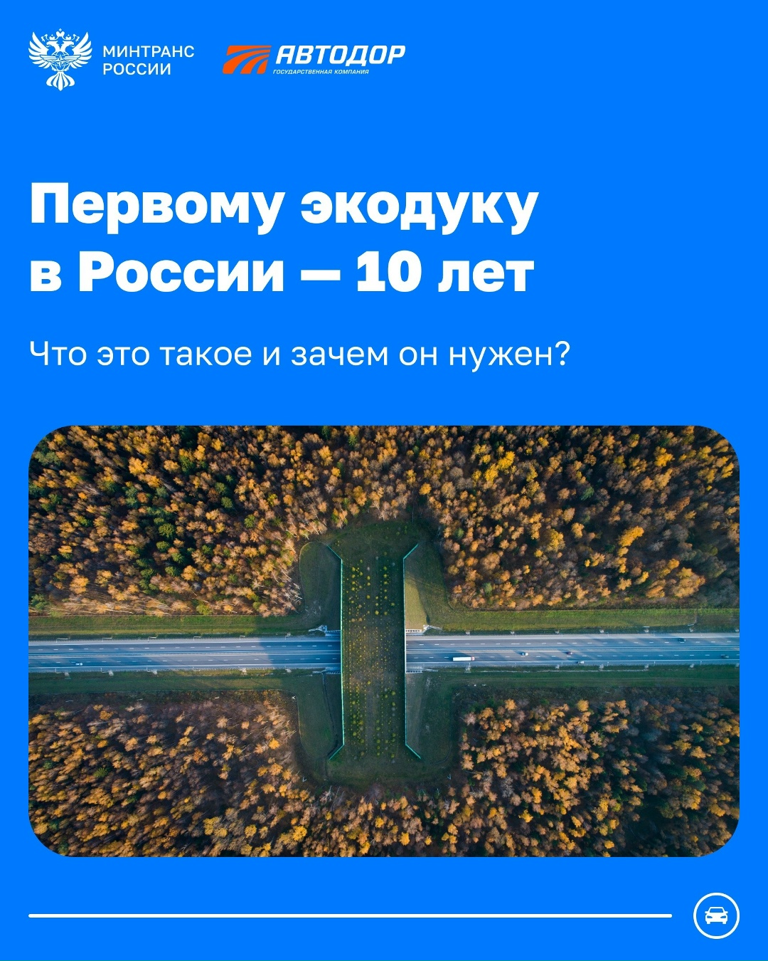 Как диким животным безопасно перейти трассу?