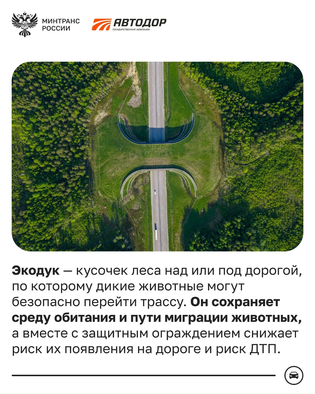 Как диким животным безопасно перейти трассу?