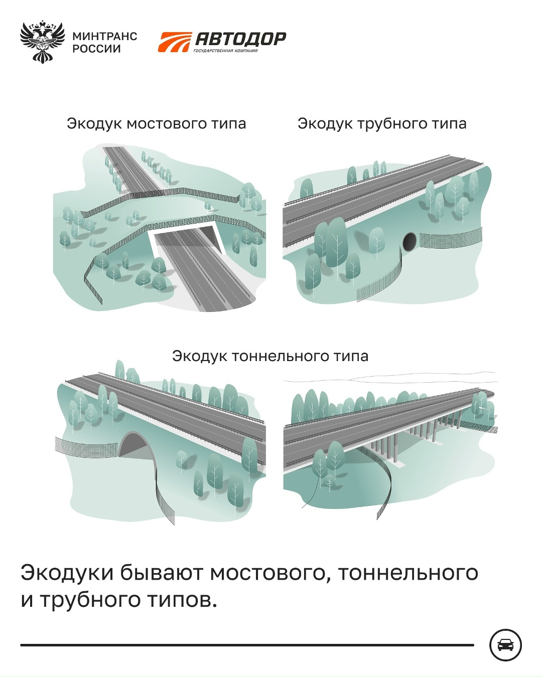 Как диким животным безопасно перейти трассу?