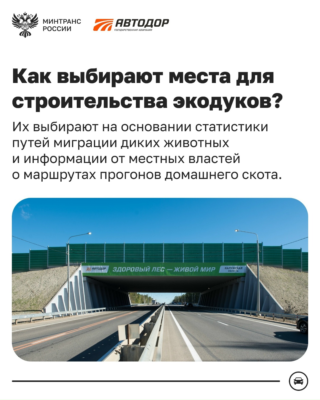 Как диким животным безопасно перейти трассу?