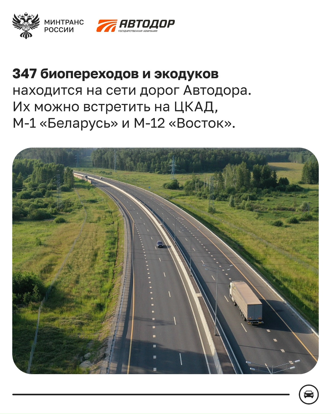 Как диким животным безопасно перейти трассу?