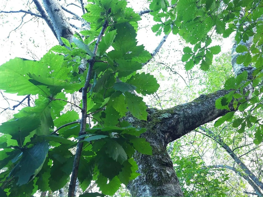 ПО СЛЕДАМ АМУР АМУРЫЧА. ИЗУЧАЕМ ПРИАМУРЬЕ