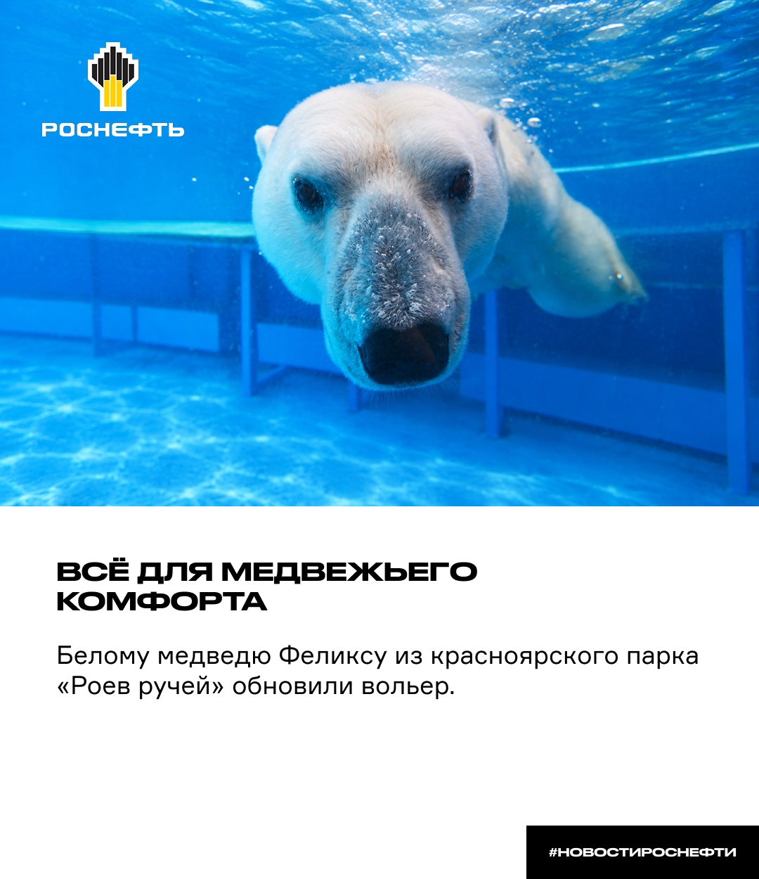  Всё для медвежьего комфорта Белому медведю Феликсу из красноярского парка «Роев ручей» обновили вольер при поддержке «Роснефти»