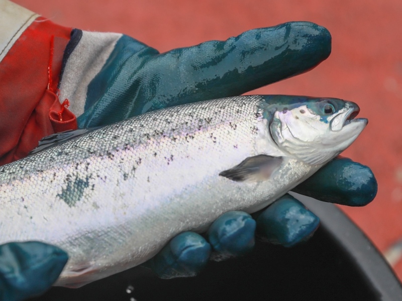 В прошлом году за рубеж было направлено около 2 млн т рыбы и морепродуктов, с начала этого года — более 1,5 млн т